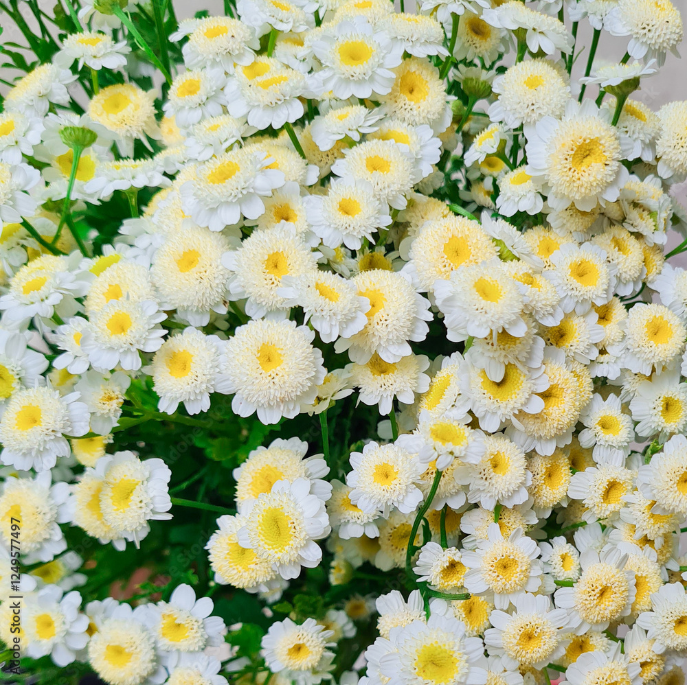 flower flower