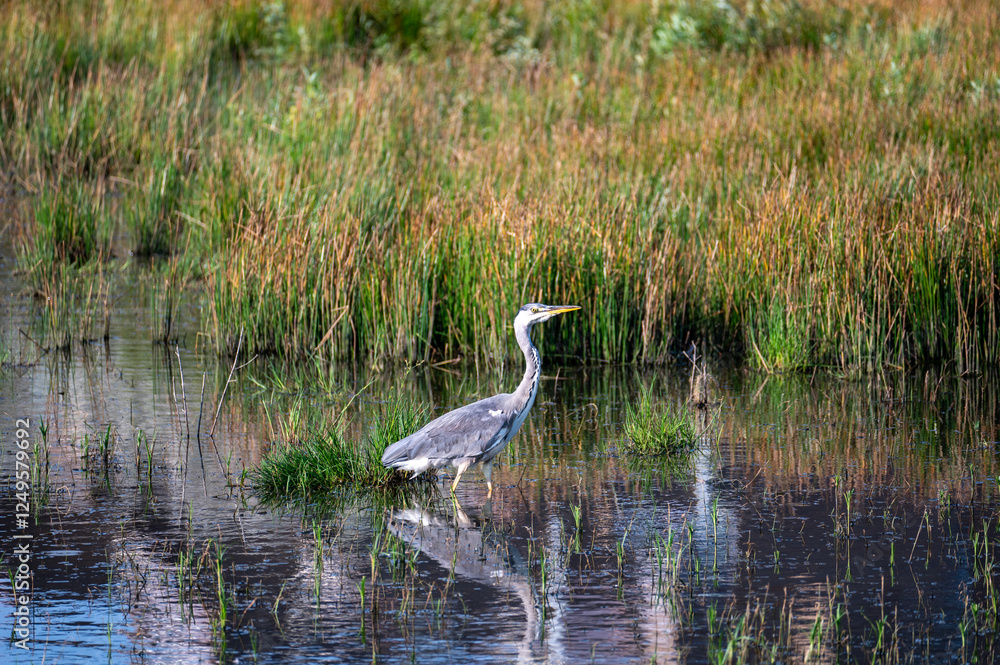 Fototapeta premium A heron stands in a small lake