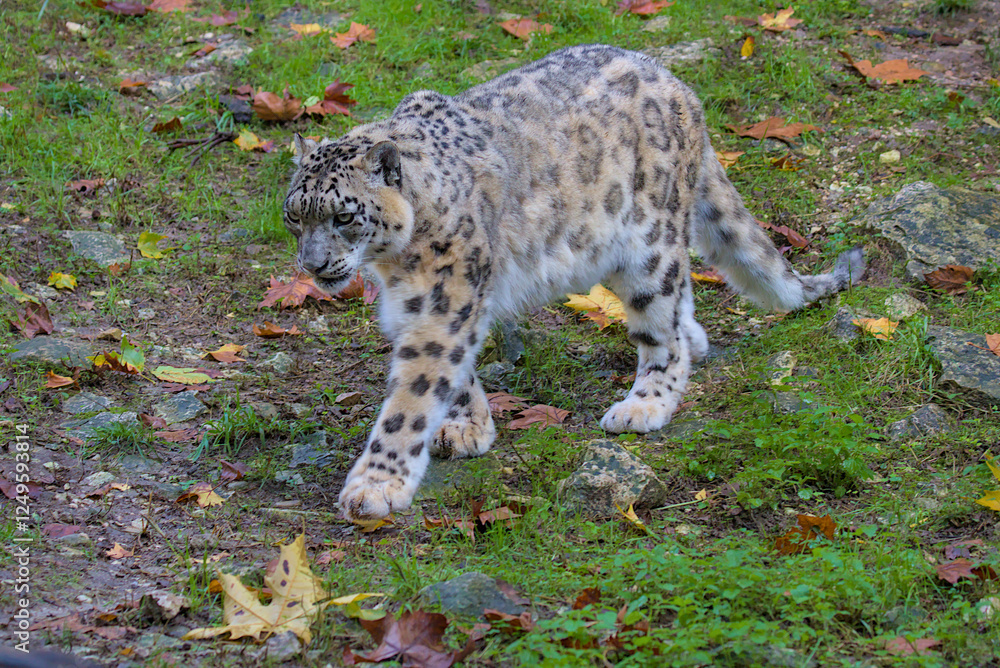 This magnificent snow leopard, with its thick, smoky-gray coat, moves across its rocky habitat. This elusive creature embodies the wild beauty and resilience of nature. This magnificent snow leopard, with its thick, smoky-gray coat, moves across its rocky habitat. This elusive creature embodies the wild beauty and resilience of nature.