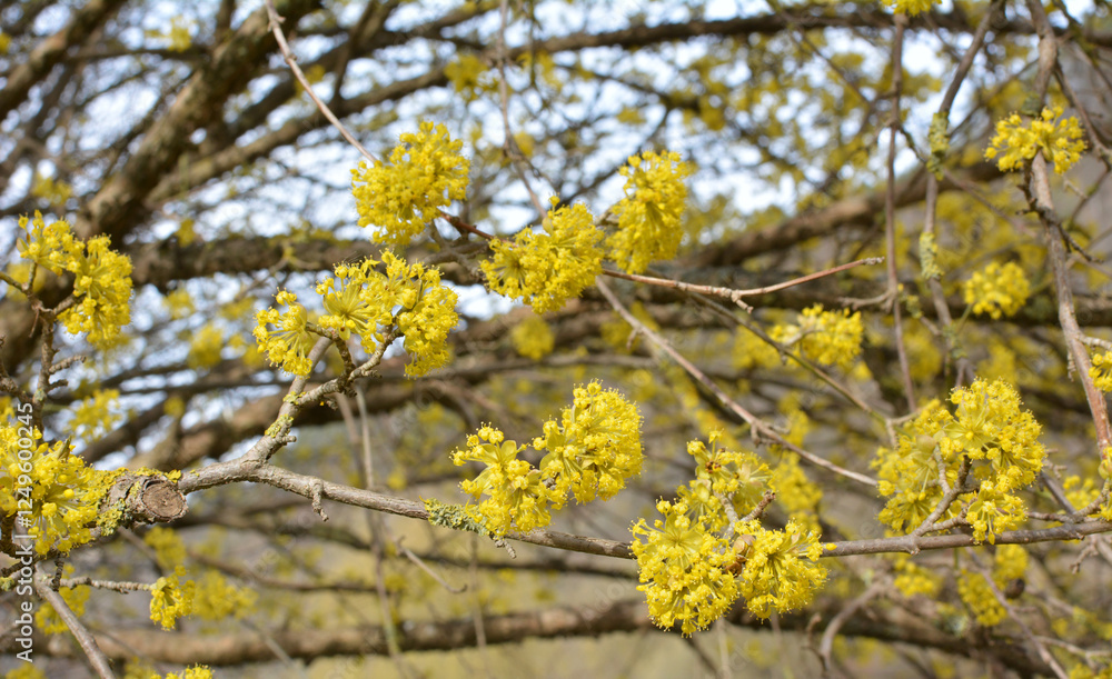 In nature, cornel is real (Cornus mas) blooms In nature, cornel is real (Cornus mas) blooms