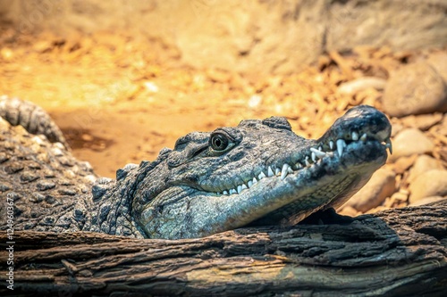 Head of the crocodile in profile close-up.  Crocodile is an ancient predatory reptile lying on the shore against the background of the water surface