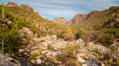 Saguaro Cactus Sabino Canyon Tucson Arizona Sonoran Desert Southwest Landscape photo