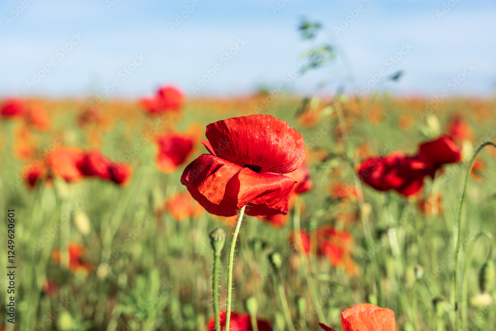 Fototapeta premium Time for the beautiful poppies to bloom.