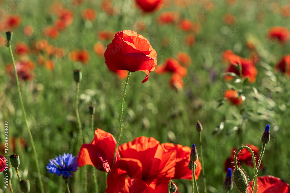 Naklejka premium Time for the beautiful poppies to bloom.