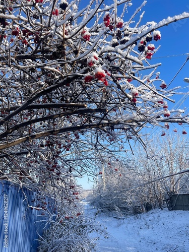 snow covered tree