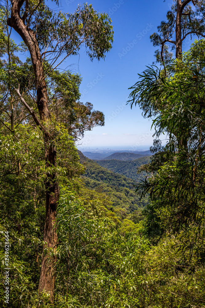 View of Rainforest in Springbrook National Park with the Skyline of Gold Coast in the Distance, Queensland, Australia. View of Rainforest in Springbrook National Park with the Skyline of Gold Coast in the Distance, Queensland, Australia.