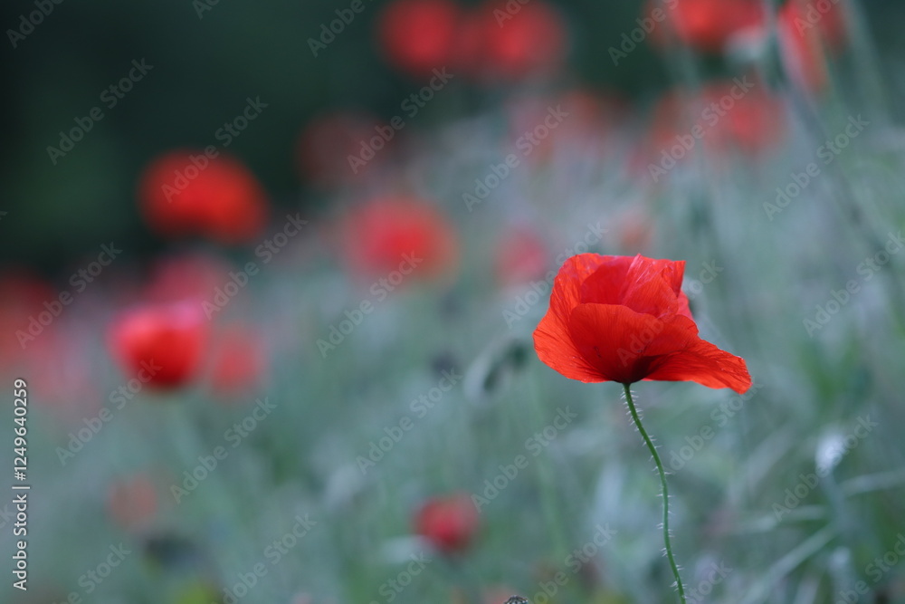 Obraz premium fiori di papavero in primavera