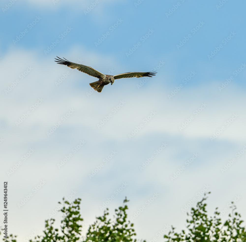 western marsh harrier (Circus aeruginosus) in flight western marsh harrier (Circus aeruginosus) in flight