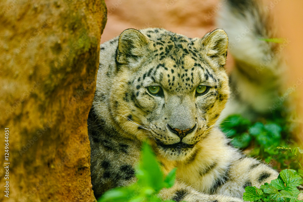 Fototapeta premium snow leopard (Panthera uncia) or ounce