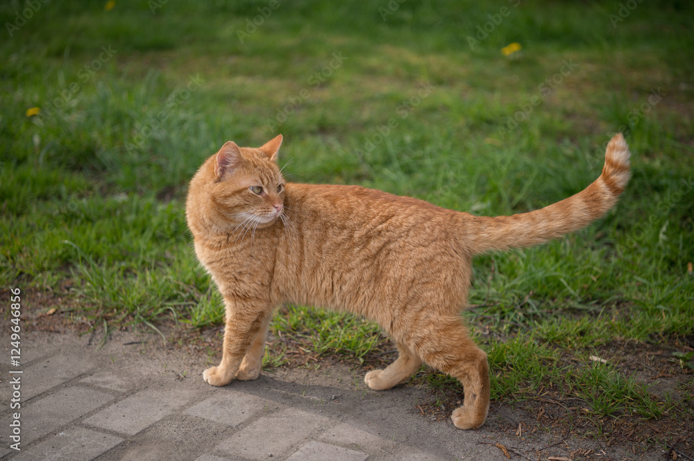 Fototapeta premium cat on the grass