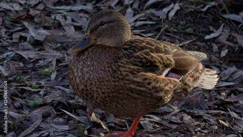 a beautiful wild duck stands on the shore of a lake