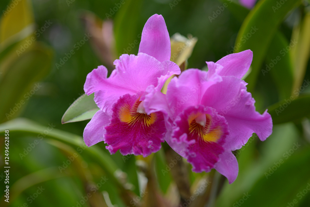 リンコレリオカトレヤ　アミー・ワカスギ