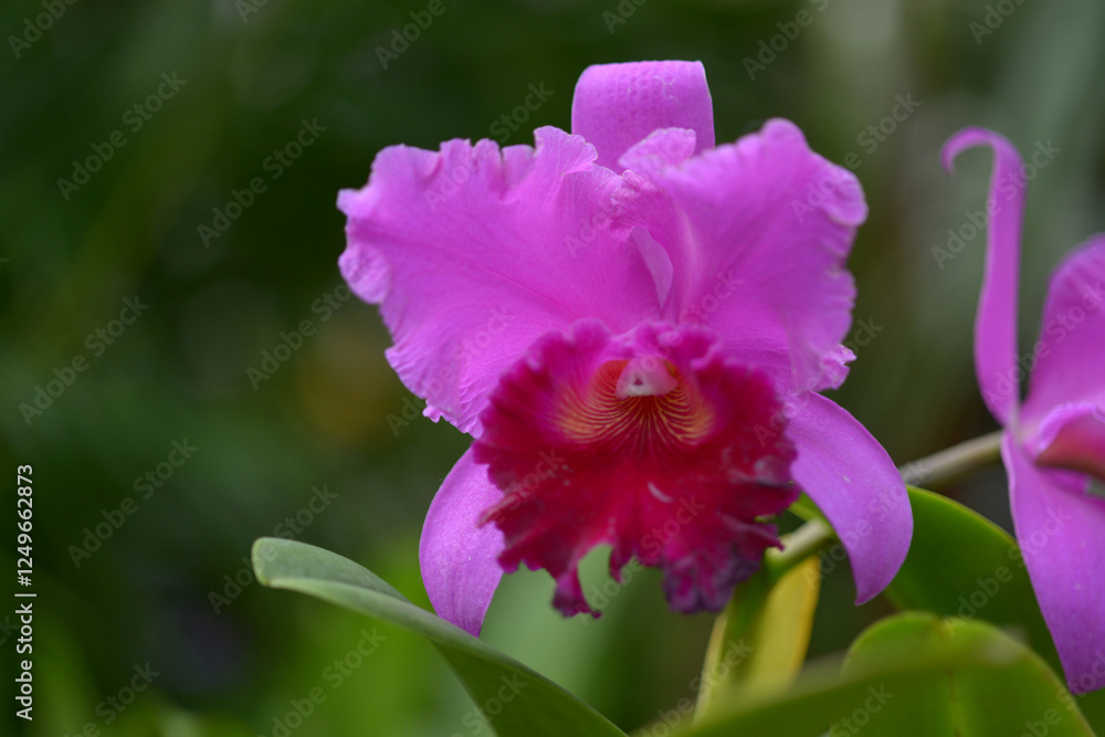 Fototapeta premium リンコレリオカトレヤ アミー・ワカスギ