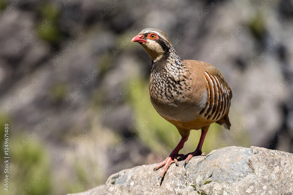 Neugieriges Rothuhn auf Madeira Neugieriges Rothuhn auf Madeira