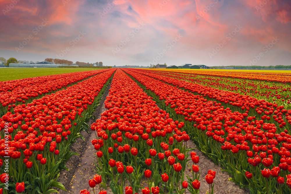 Sunset on the blooming tulips field in the Holland, fields with thousands of tulips Sunset on the blooming tulips field in the Holland, fields with thousands of tulips