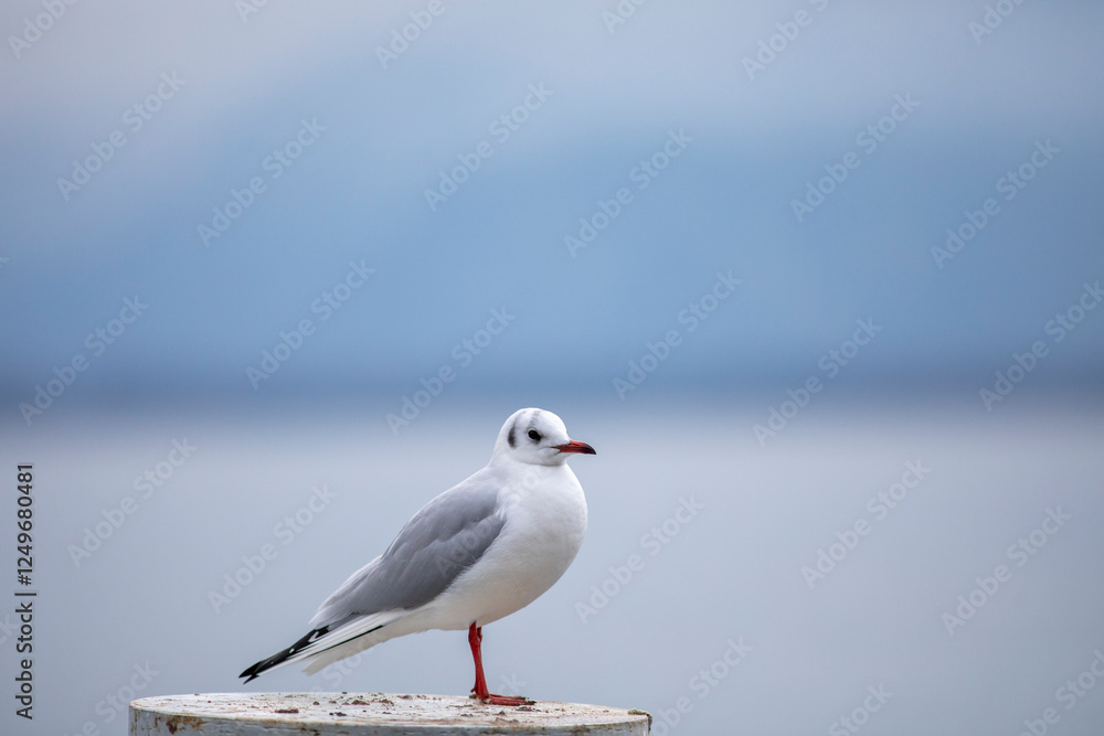 Obraz premium Seagull on a pontoon