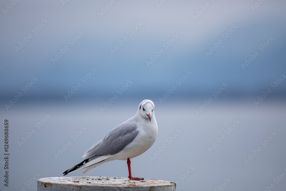 Obraz premium Seagull on a pontoon
