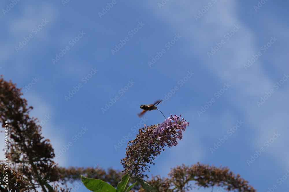 Moro-sphinx --- Sphinx colibri --- Sphinx du caille-lait --- Oiseau-Mouche (Macroglossum stellatarum)
Macroglossum stellatarum in its natural element
Moro-sphinx --- Sphinx colibri --- Sphinx du caille-lait --- Oiseau-Mouche (Macroglossum stellatarum)
Macroglossum stellatarum in its natural element