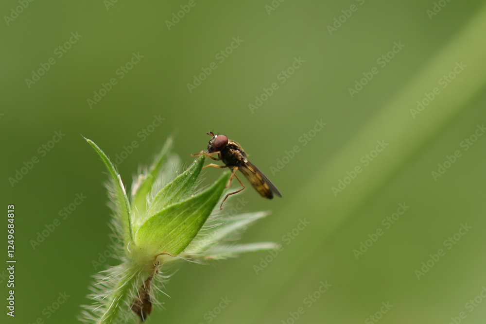 Melanostoma mellinum
Melanostoma mellinum in its natural element
