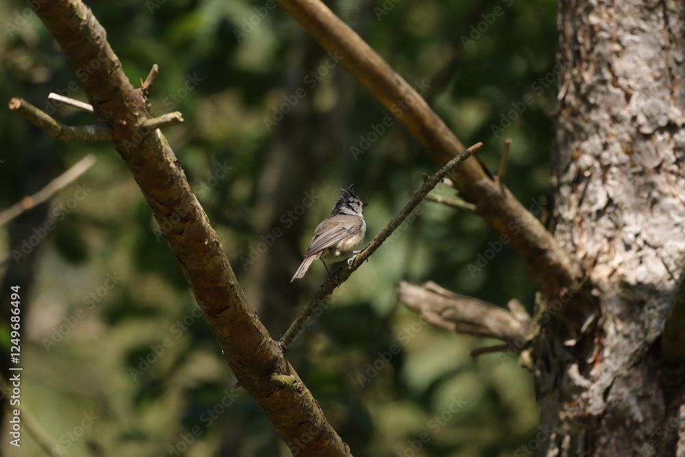 Mésange huppée (Lophophanes cristatus)
Lophophanes cristatus in its natural element
Mésange huppée (Lophophanes cristatus)
Lophophanes cristatus in its natural element