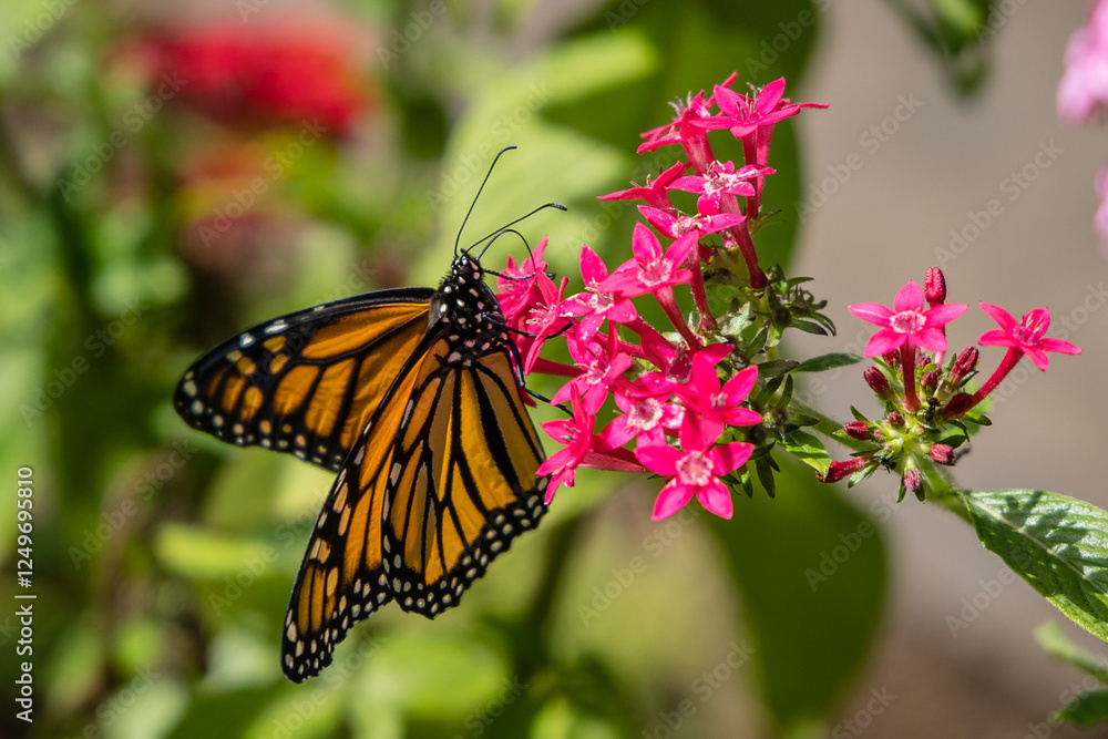 Fototapeta premium Monarchfalter Schmetterling an einer rosa Blüte auf Madeira