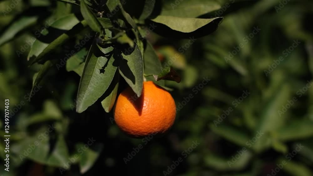 Orange on a tree branch