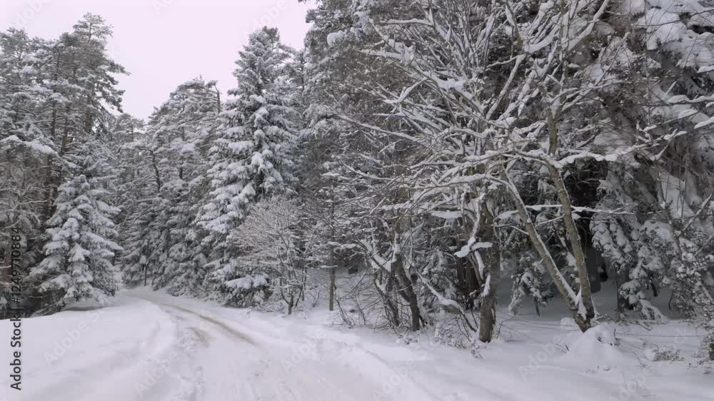 snowy forest roads from inside the vehicle. snowy forest roads from inside the vehicle.
