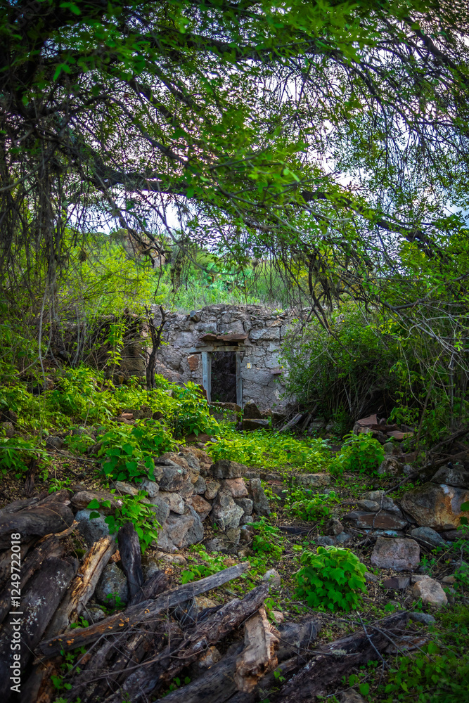 Old house in ruins at sunset framed by a tree, in Rancho Los Cardos in Monte Escobedo, Zacatecas Old house in ruins at sunset framed by a tree, in Rancho Los Cardos in Monte Escobedo, Zacatecas