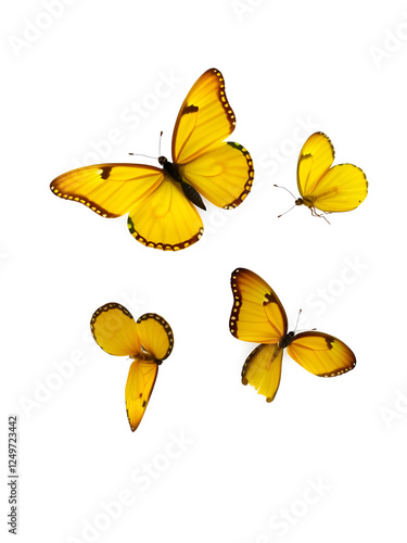 Set of four beautiful yellow butterflies. Phoebis philea butterfly isolated on white background. Butterfly with spread wings and in flight. photo