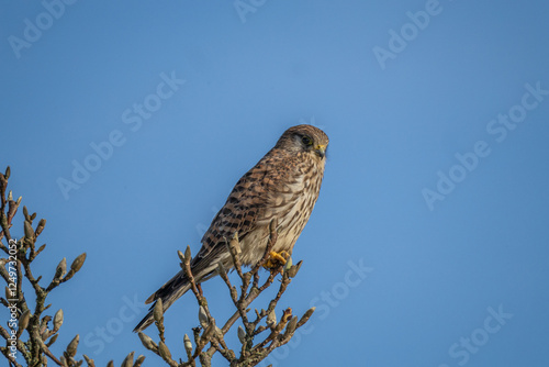 Turmfalke