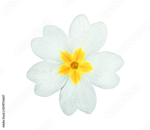 Quadro su tela English primrose small flower isolated on transparent background