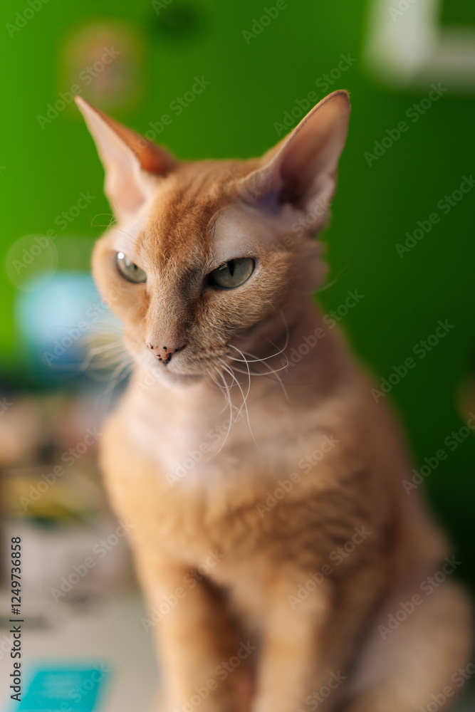 Vertical studio portrait of angry ginger cat with striking green eyes sitting on background of vibrant green backdrop, creating visually appealing contrast. Concept of comfort from domestic animal Vertical studio portrait of angry ginger cat with striking green eyes sitting on background of vibrant green backdrop, creating visually appealing contrast. Concept of comfort from domestic animal