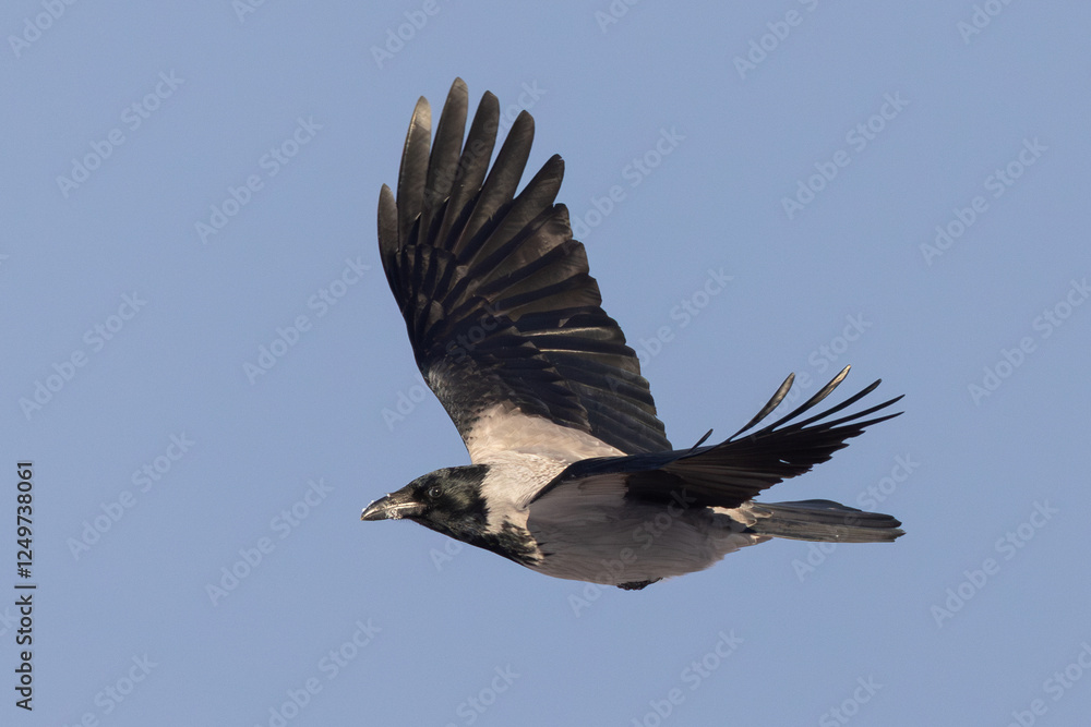 Obraz premium Hooded Crow Corvus cornix in flight against blue sky on Insel usedom, germany