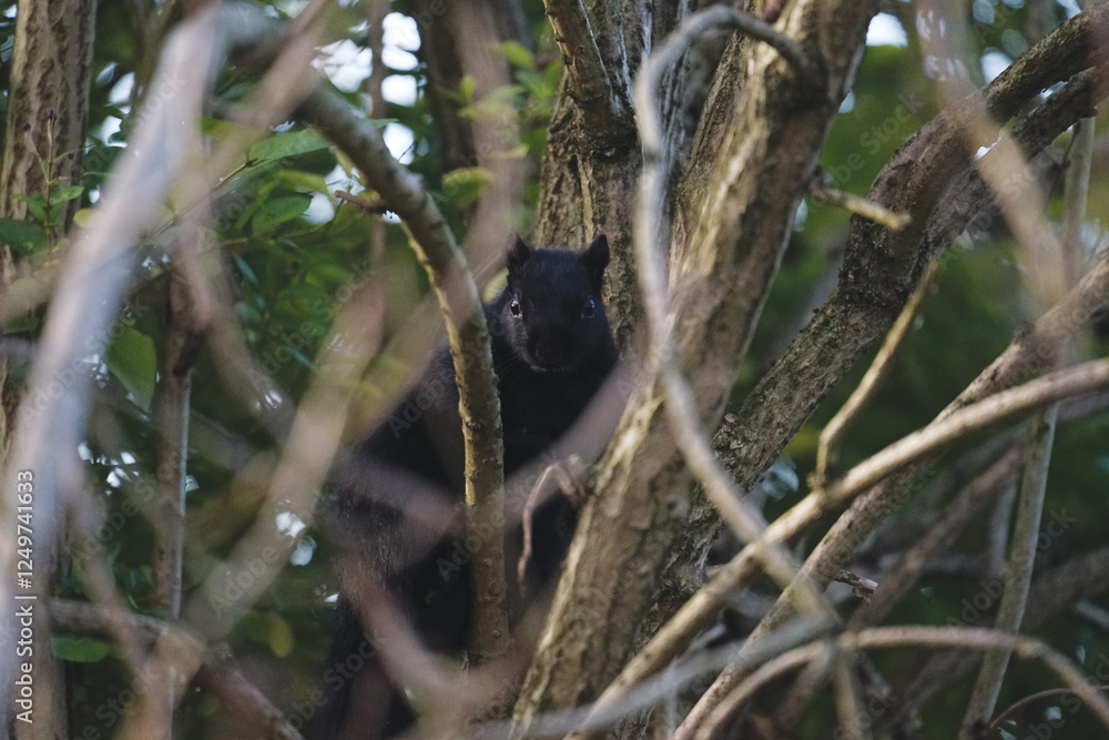 Obraz premium A black squirrel in the park