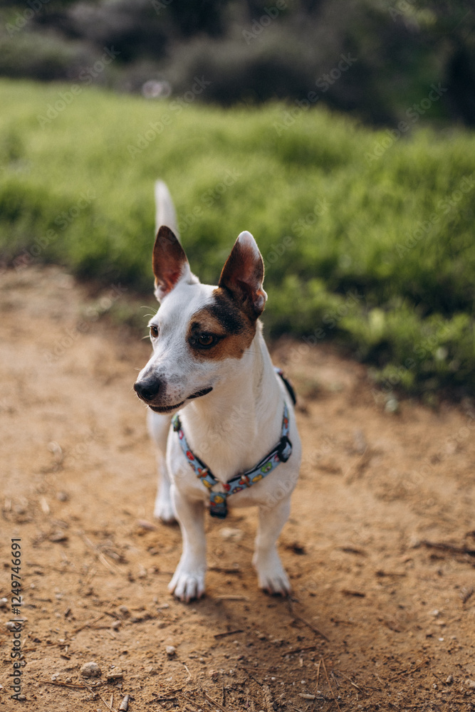 portrait of a dog portrait of a dog
