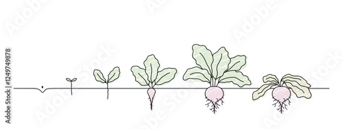 beetroot growth stages, growing chard line art, life cycle of beet root plant, black line vector illustration, editable stroke