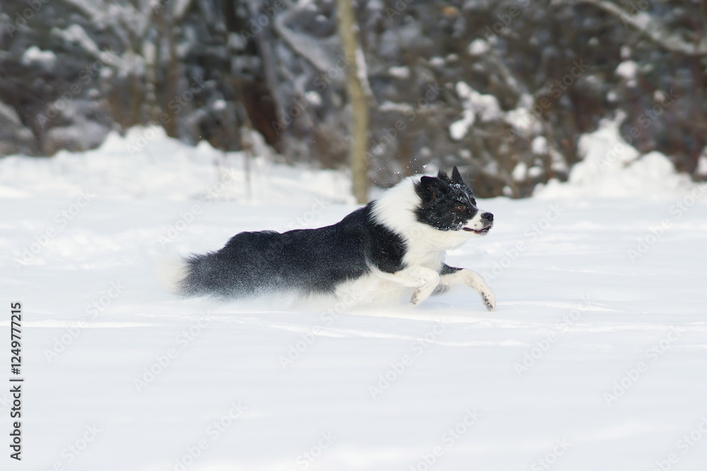 Active black and white Border Collie dog running fast on a snow in winter Active black and white Border Collie dog running fast on a snow in winter