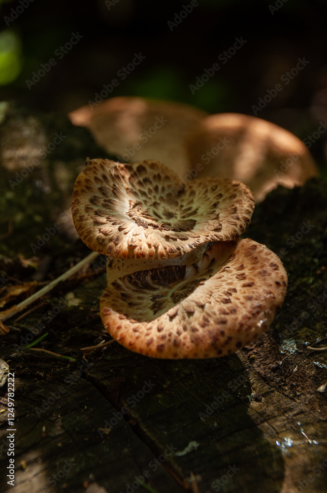 Fototapeta premium Sunlight hits Dryad's Saddle Mushrooms (Polyporus squamosus or Pheasant Back) growing on a tree trunk in a dark forest