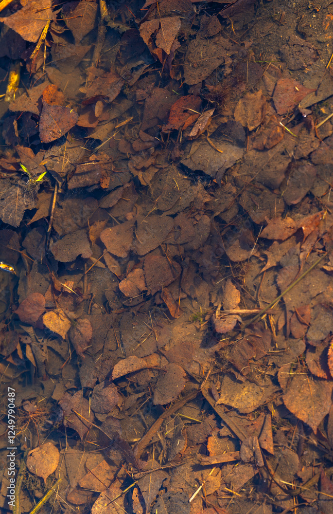 Naklejka premium Autumn leaves blanket the tranquil surface of a peaceful forest pond during the golden hour of sunset