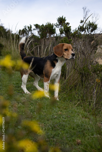 Quadro su tela Beagle paseando por los campos de bolivia