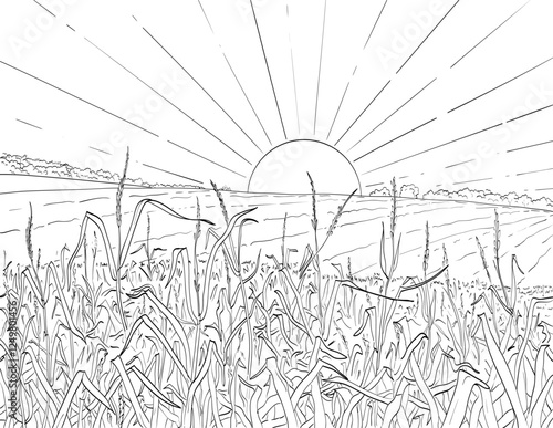 Drawing sketch style illustration of meadow brome, bromus commutatus or hairy chess in the grass family Poaceae with hay field and setting rising sun in background done in black and white line art.
