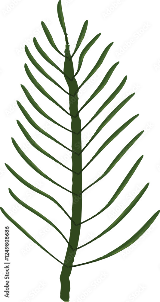 Pine Tree Leaf Pine Tree Leaf