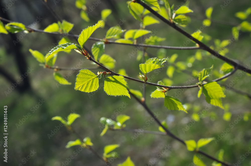 Close-up of young birch leaves illuminated by sunlight. Vibrant green leaves on thin branches symbolize the arrival of spring and new growth. The soft blurred background enhances the natural beauty. Close-up of young birch leaves illuminated by sunlight. Vibrant green leaves on thin branches symbolize the arrival of spring and new growth. The soft blurred background enhances the natural beauty.