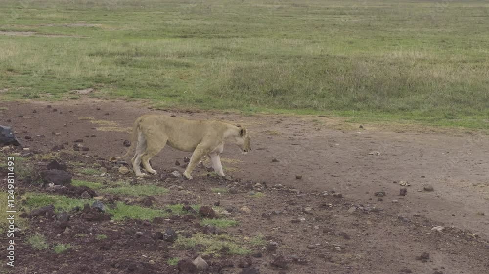 A close up of a lion walking stalking across rocky dirt road by the grass in Ngorongoro Crater, its relaxed state in the wild, tracking A close up of a lion walking stalking across rocky dirt road by the grass in Ngorongoro Crater, its relaxed state in the wild, tracking