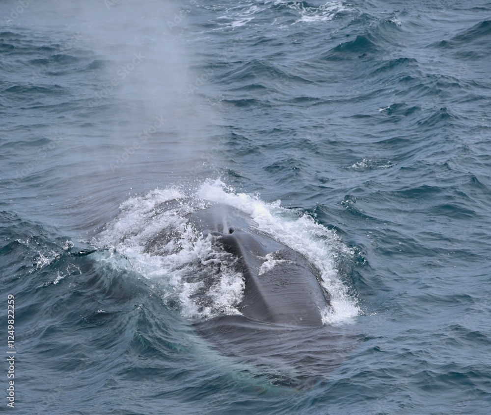 Naklejka premium Blue whale in Antarctica Balaenoptera musculus