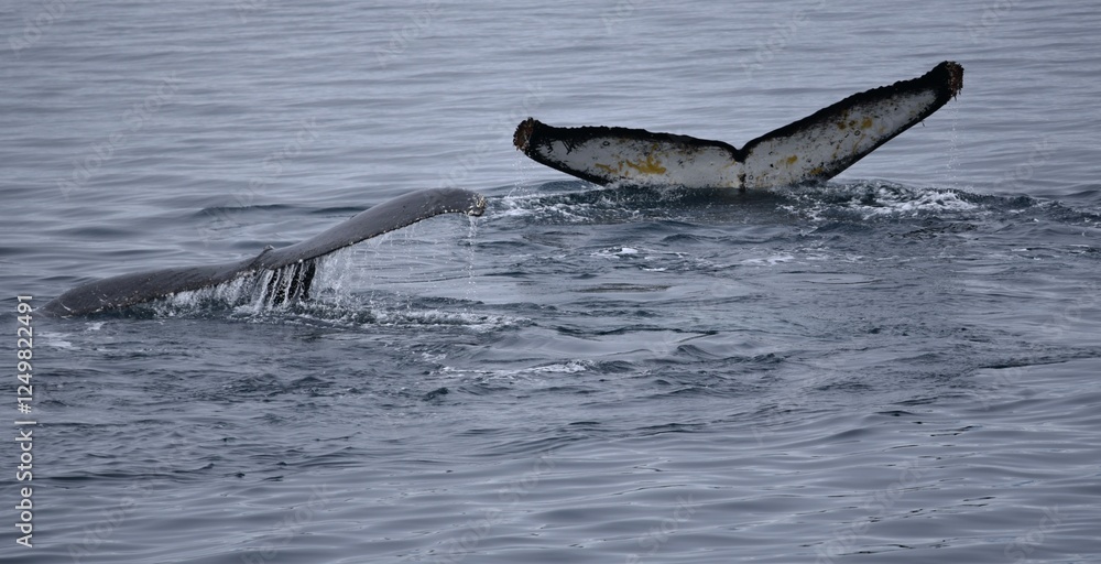 Obraz premium Two humpback whale tails or flukes Megaptera novaeangliae