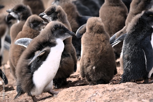 Young penguins in rookery molting feathers