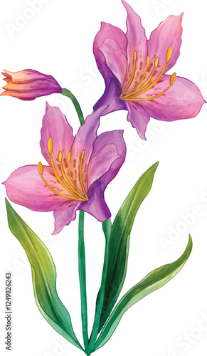 Beautiful Pink Lily Flower Botanical Illustration

