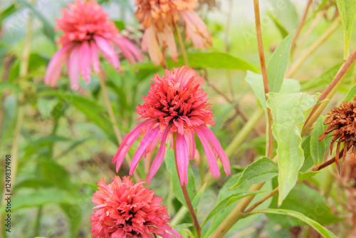 Echinacea Marmalade in meadow. Plant of Aster family. Ornamental plant. Echinacea grows in autumn cottage garden. Sunny day. photo