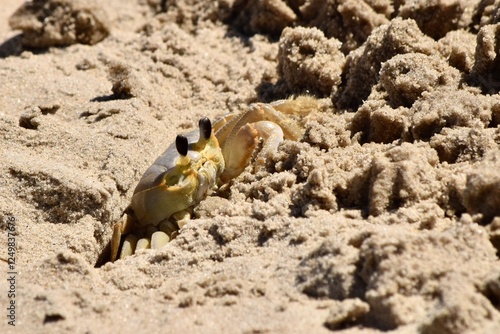 Ghost crab on beach sand Outer banks NC photo